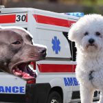 staford-pudlica-830x553